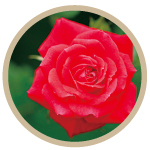 センチフォリアバラ花エキス(保湿成分)