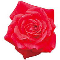 ダマスクバラ花油（うるおい成分）