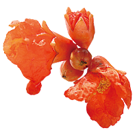 ザクロ花エキス（保湿成分）