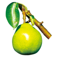 セイヨウナシ枝エキス（ラフランスエキス）（保湿成分）