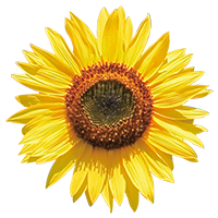 ヒマワリ種子エキス（うるおい成分）